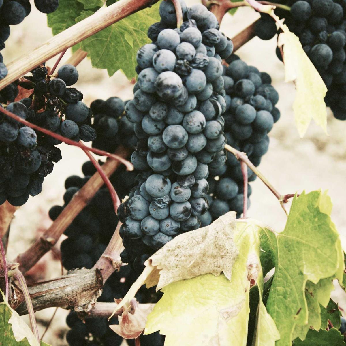 TeleGizmo VoltWarp 35W - Dual USB-C Car Charger